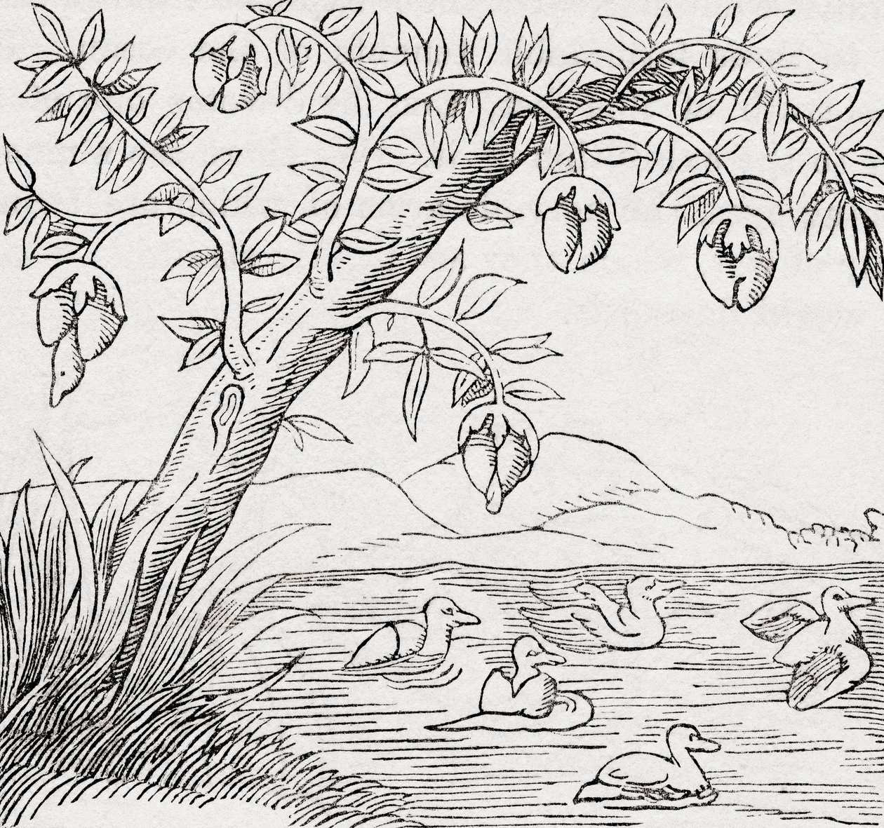 El árbol de los pájaros de . .