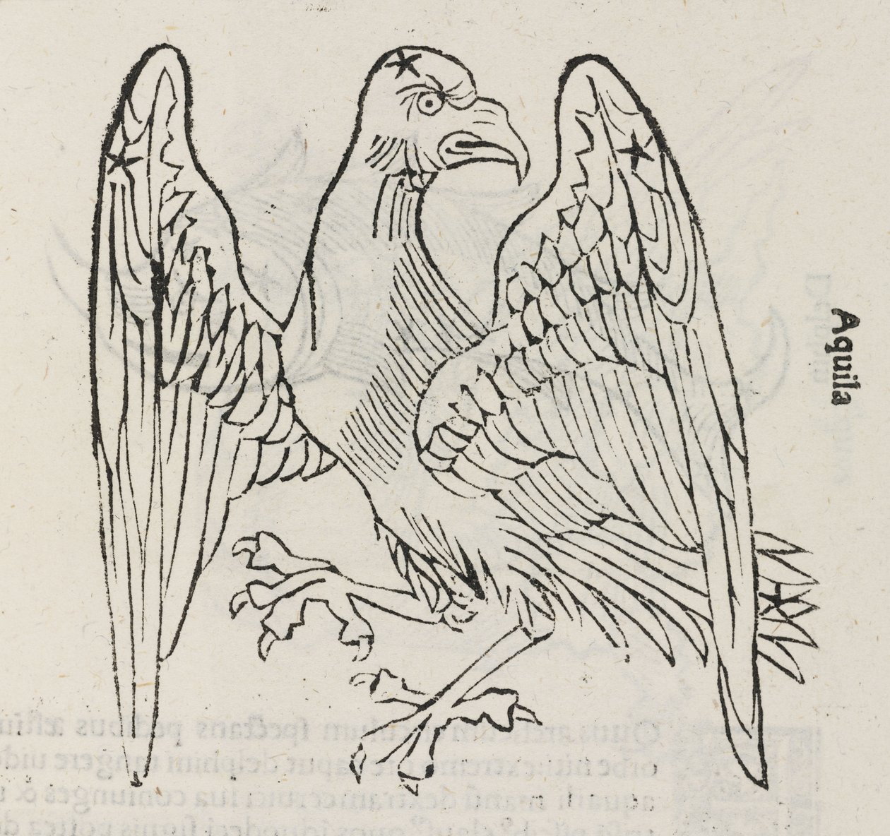 La constelación de Águila de John Pardon