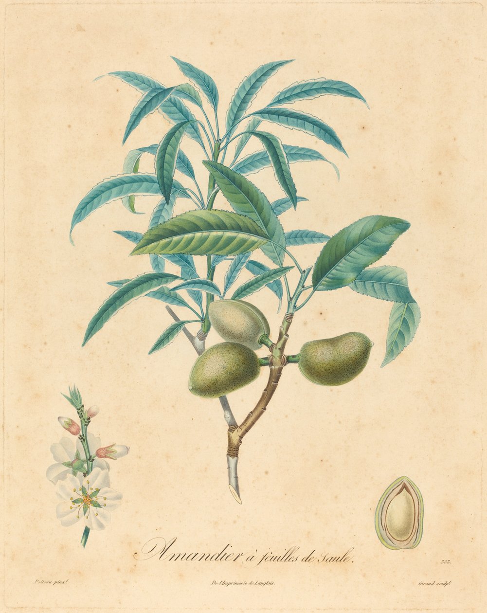 Almendro con hojas de sauce de after A. Poiteau