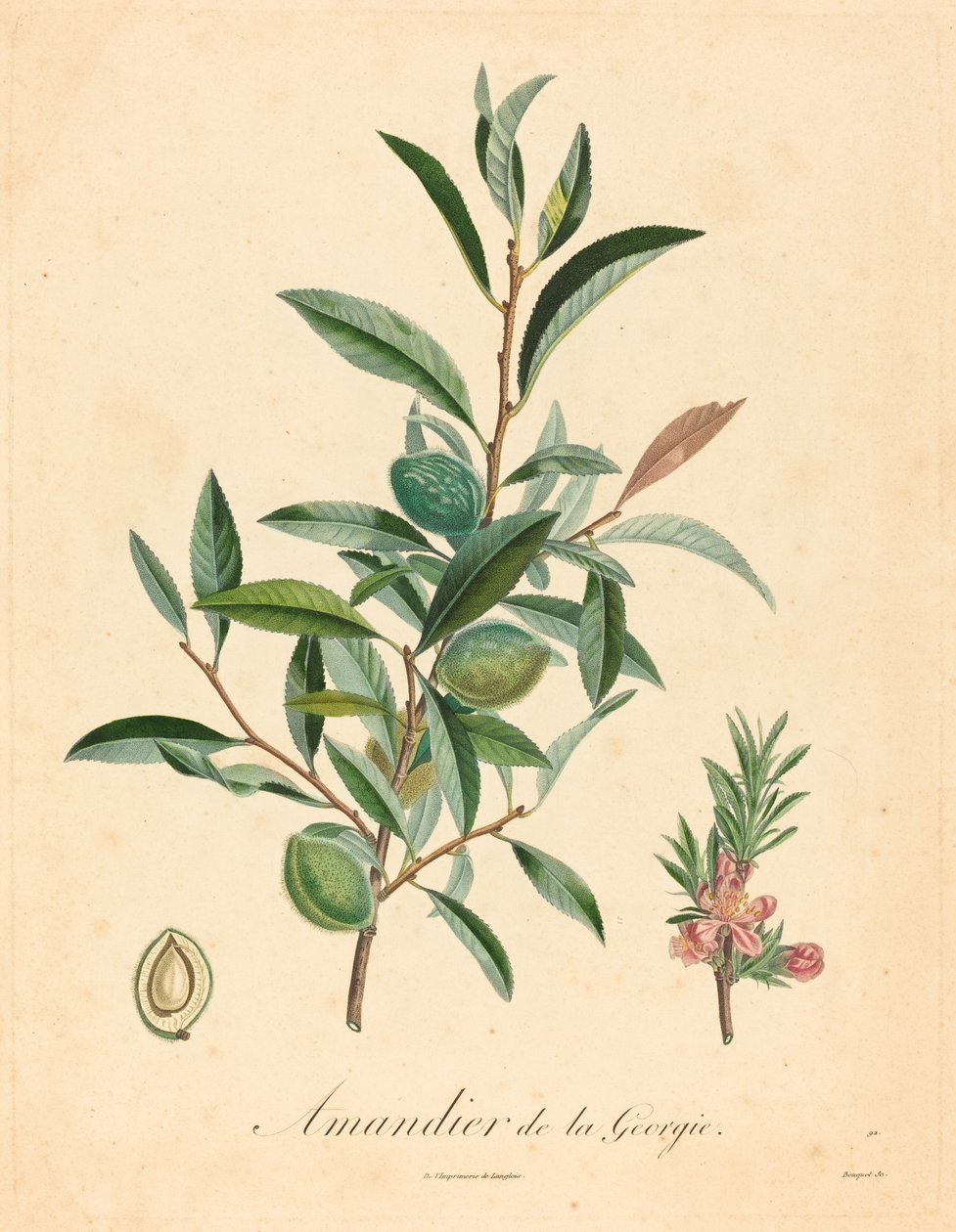 Almendro de Georgia de after A. Poiteau
