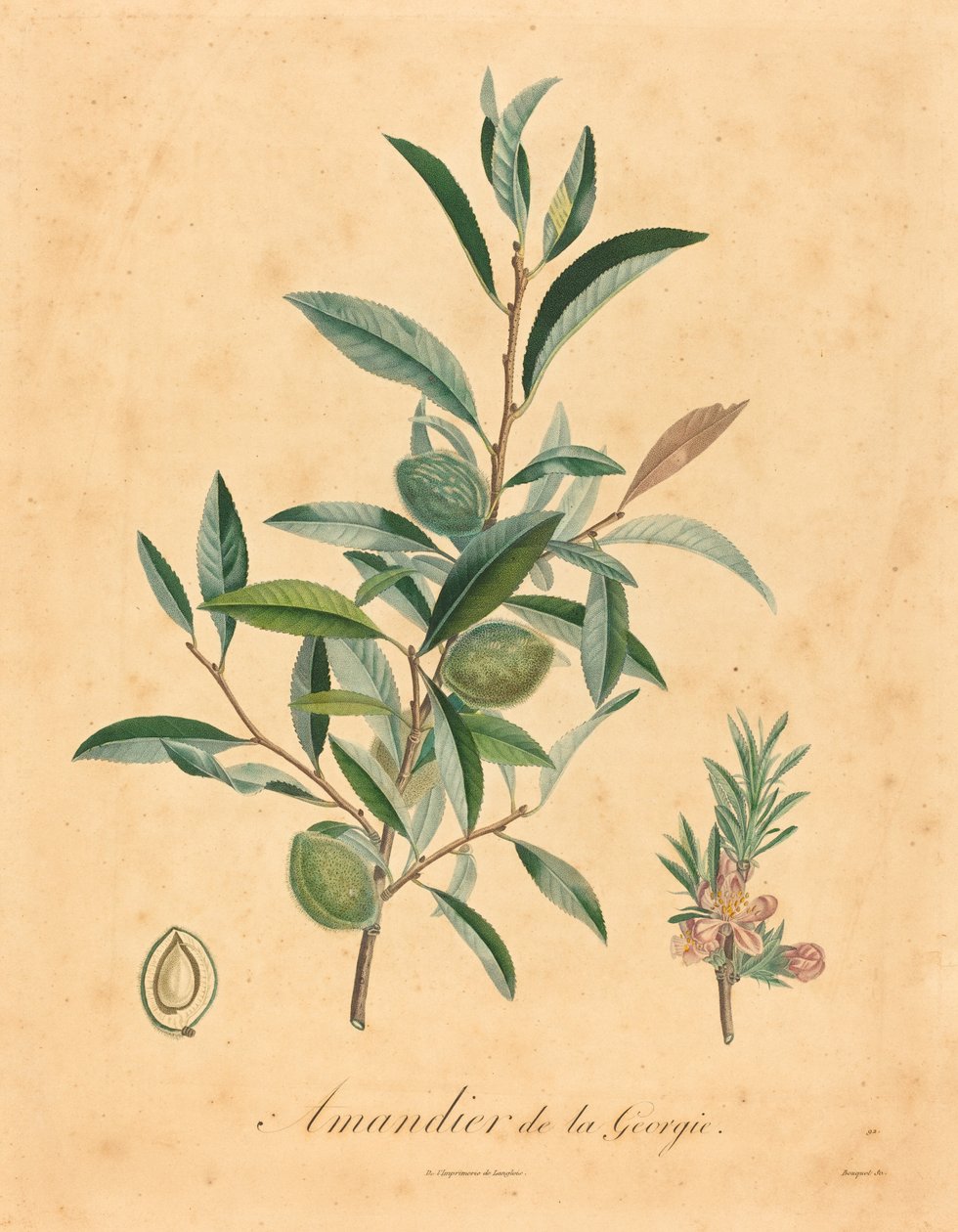 Almendro de Georgia de after A. Poiteau