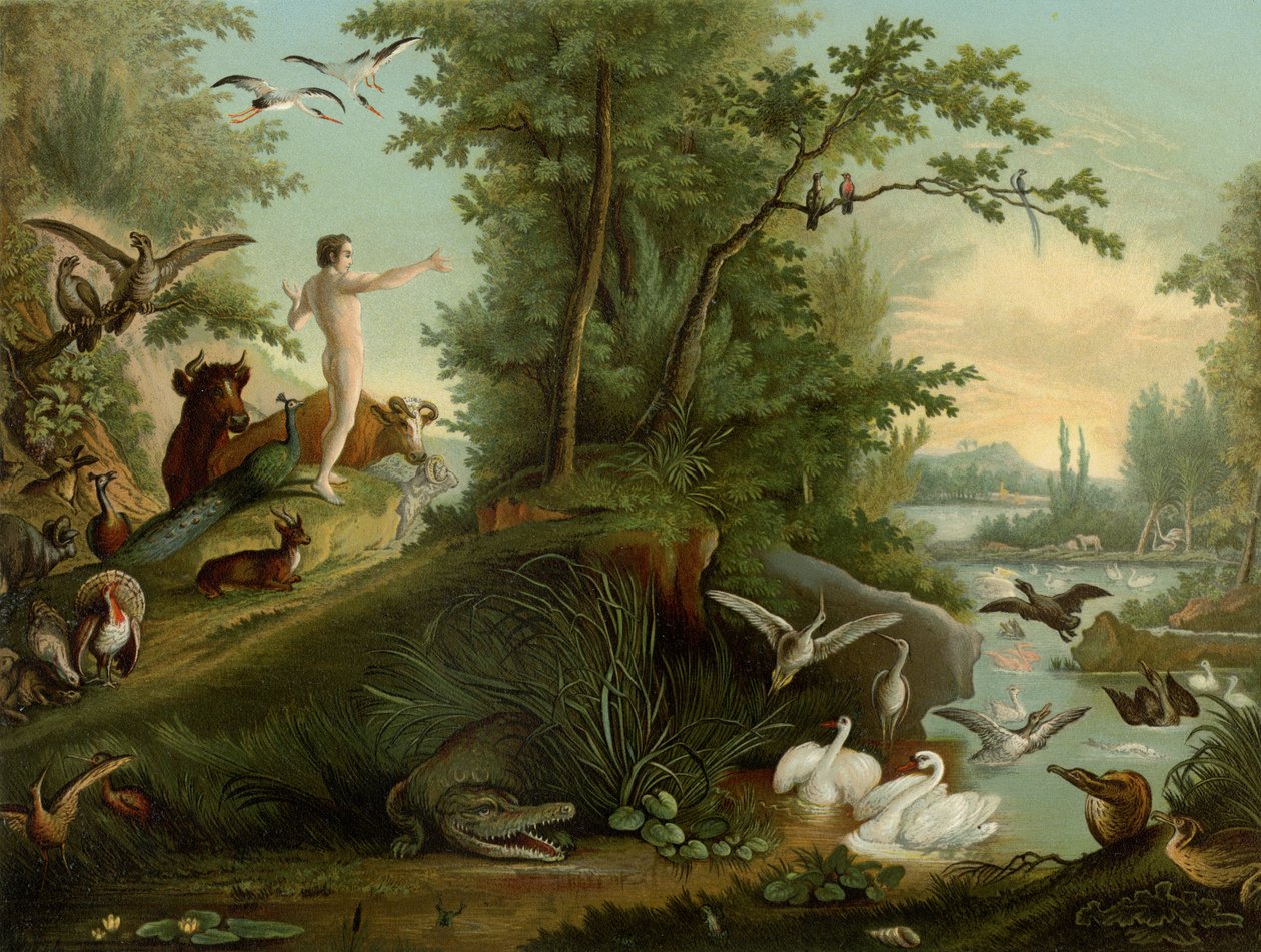 Adán en el paraíso de Johann Elias Ridinger or Riedinger