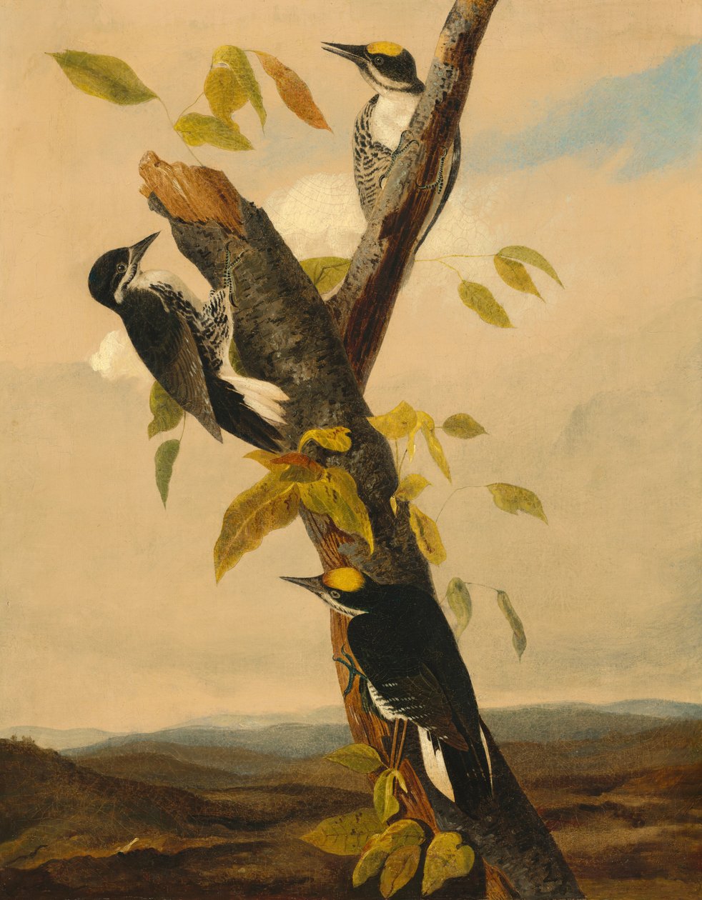 Pico tridáctilo de lomo negro de after John James Audubon Joseph Bartholomew Kidd