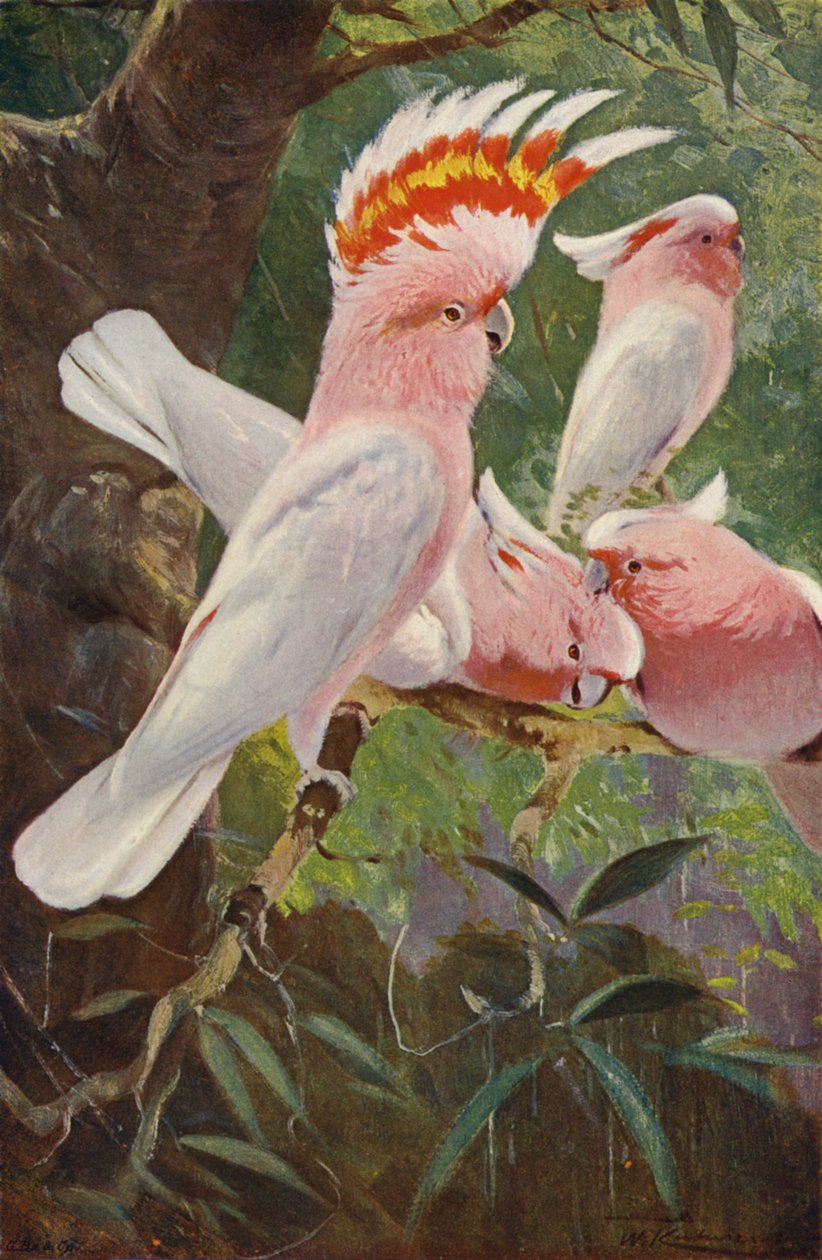 Cacatúa de Leadbeater de after Wilhelm Kuhnert