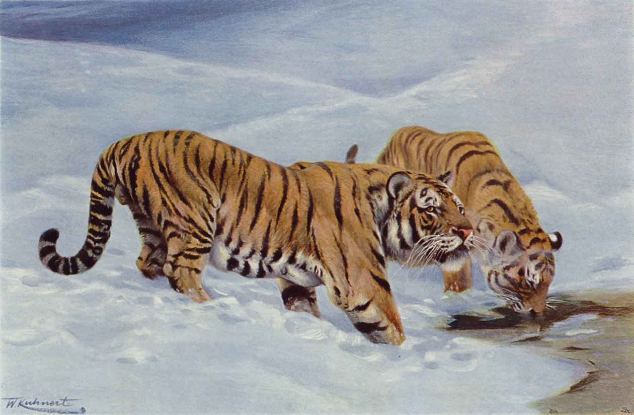 Tigre de Manchuria de after Wilhelm Kuhnert