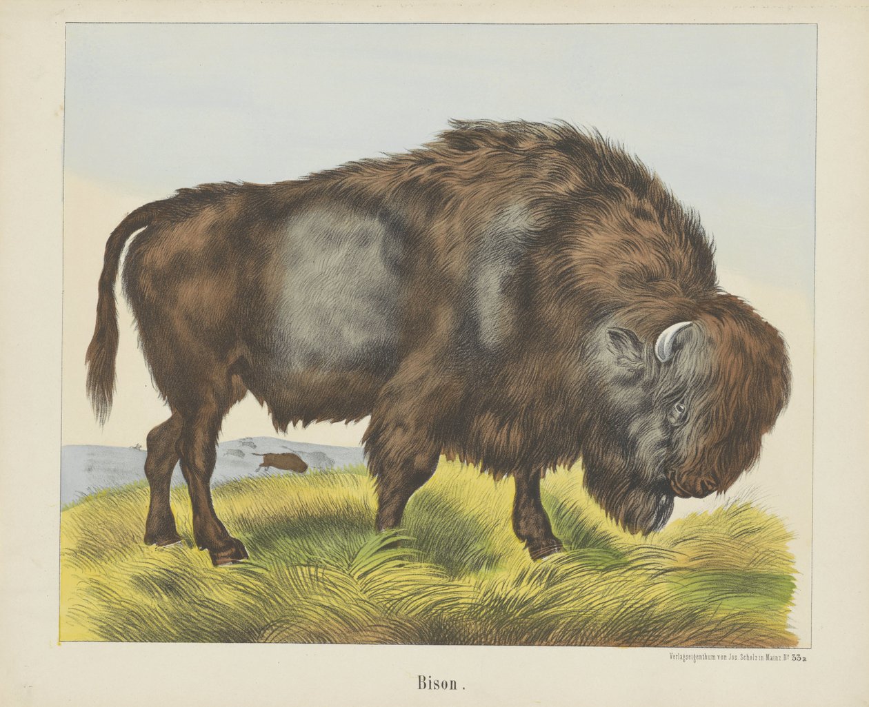 Bisonte (título en el objeto) de firma Joseph Scholz
