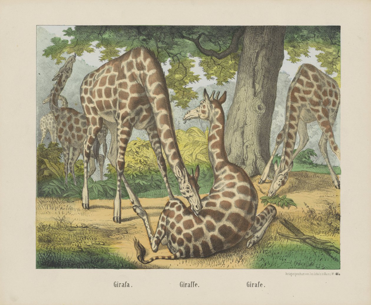 jirafa / Jirafa. / Girafe (título sobre objeto) de firma Joseph Scholz