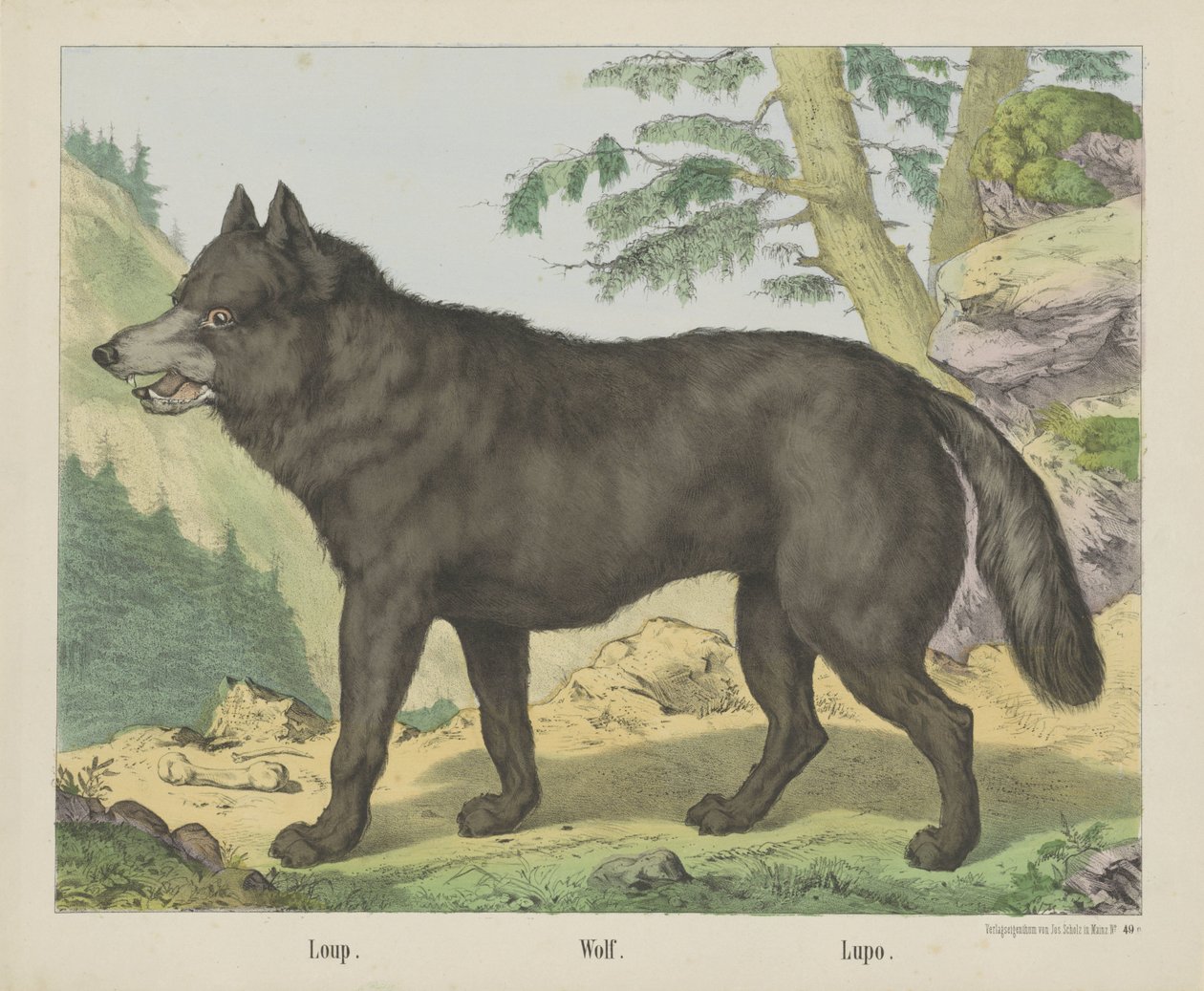Loup. / Lobo. / Lupo (título sobre objeto) de firma Joseph Scholz