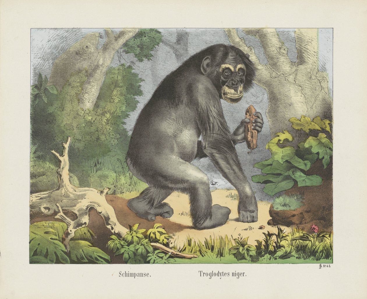 Schimpanse. / Troglodytes niger (título en el objeto) de firma Joseph Scholz