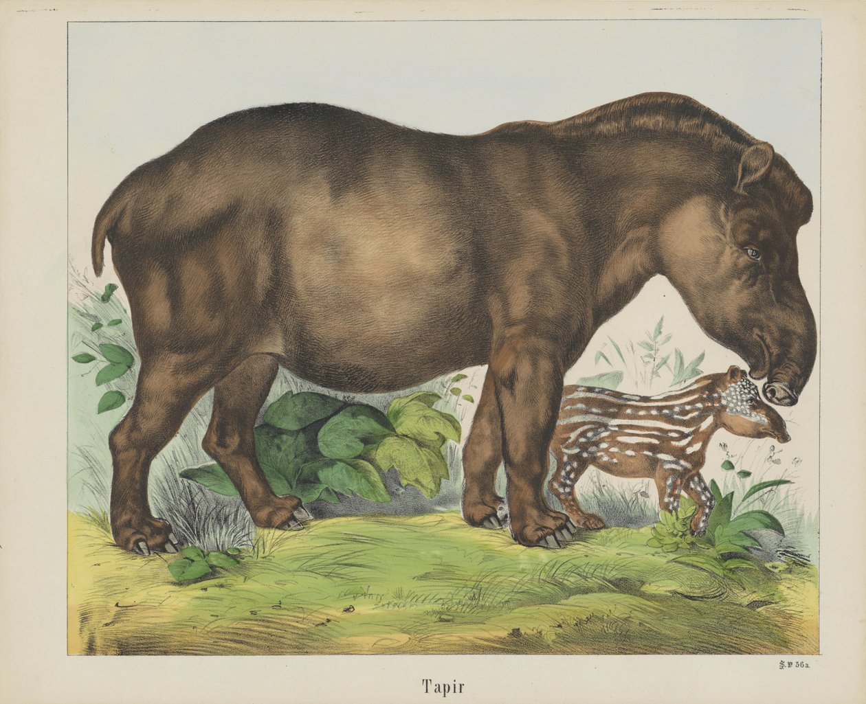 Tapir (título en objeto) de firma Joseph Scholz