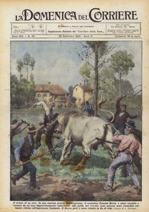 El crimen de un toro
