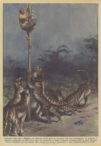 El asedio de los tigres