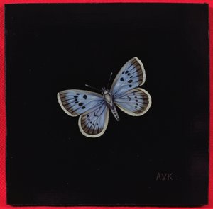 Mariposa azul grande, 2000