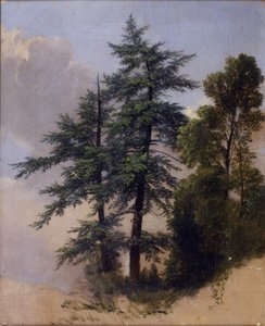 Estudio de árbol, Newburgh, N.Y., 1849