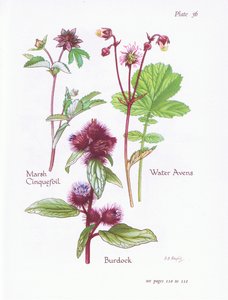 Cincoenrama de pantano, Bardana, Avens de agua
