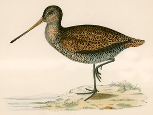 Agachadiza de Sabine