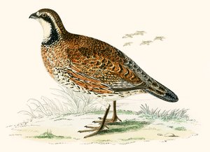 Perdiz de Virginia