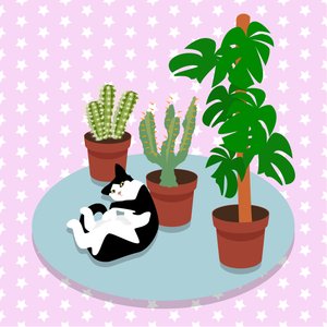 El gato y los cactus