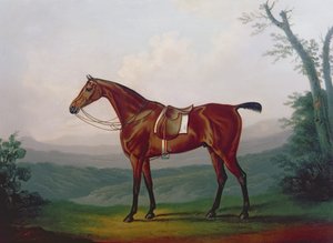 Retrato de un caballo de carreras