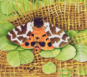 Polilla tigre, 1999