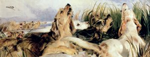 Perros de nutria