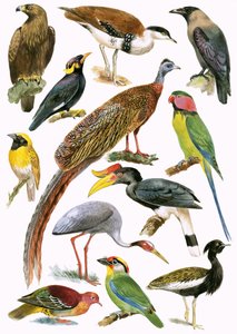 Aves