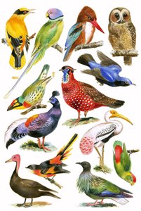 Aves