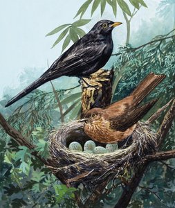 Aves y nido