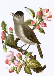 Curruca Capirotada