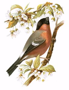 Camachuelo
