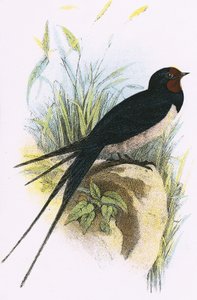 Golondrina común