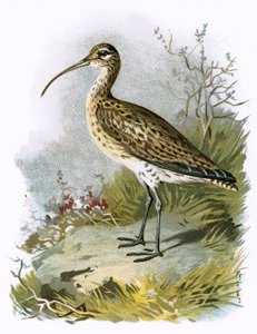Zarapito