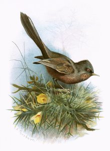 Curruca rabilarga