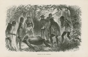 Muerte del gorila