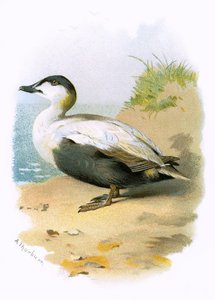 Pato Eider