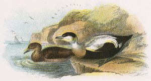 Pato eider