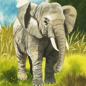 Elefante
