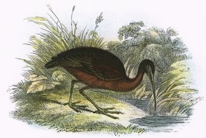 Ibis brillante