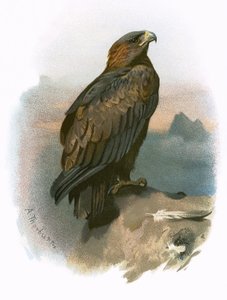 Águila real