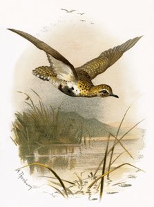Chorlito dorado