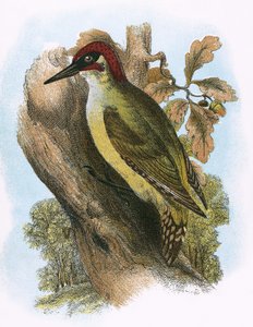 Pájaro Carpintero Verde