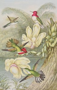 Colibríes entre flores tropicales