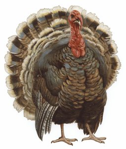 Imagen de un pavo