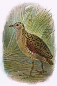 Rascón