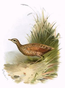 Rascón