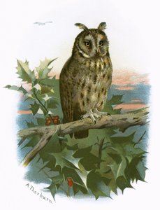Búho de orejas largas