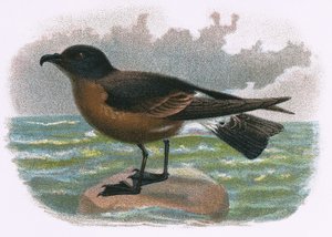 Petrel de Madeira