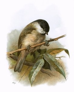 Carbonero palustre