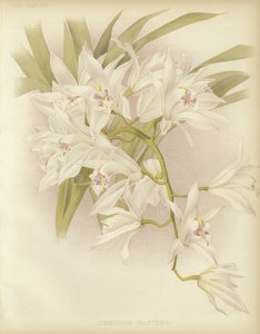 Cymbidium de Masters