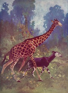 Okapi y jirafa